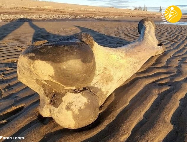 کشف یک استخوان بزرگ ماموت در آلاسکا