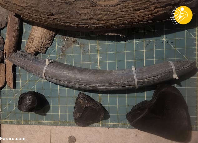 کشف یک استخوان بزرگ ماموت در آلاسکا