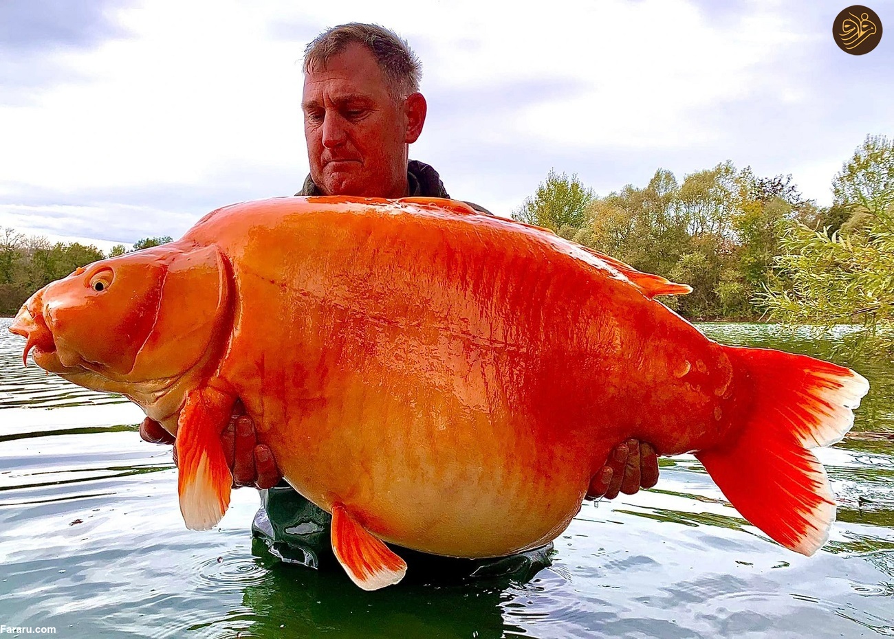 صید بزرگترین ماهی قرمز جهان