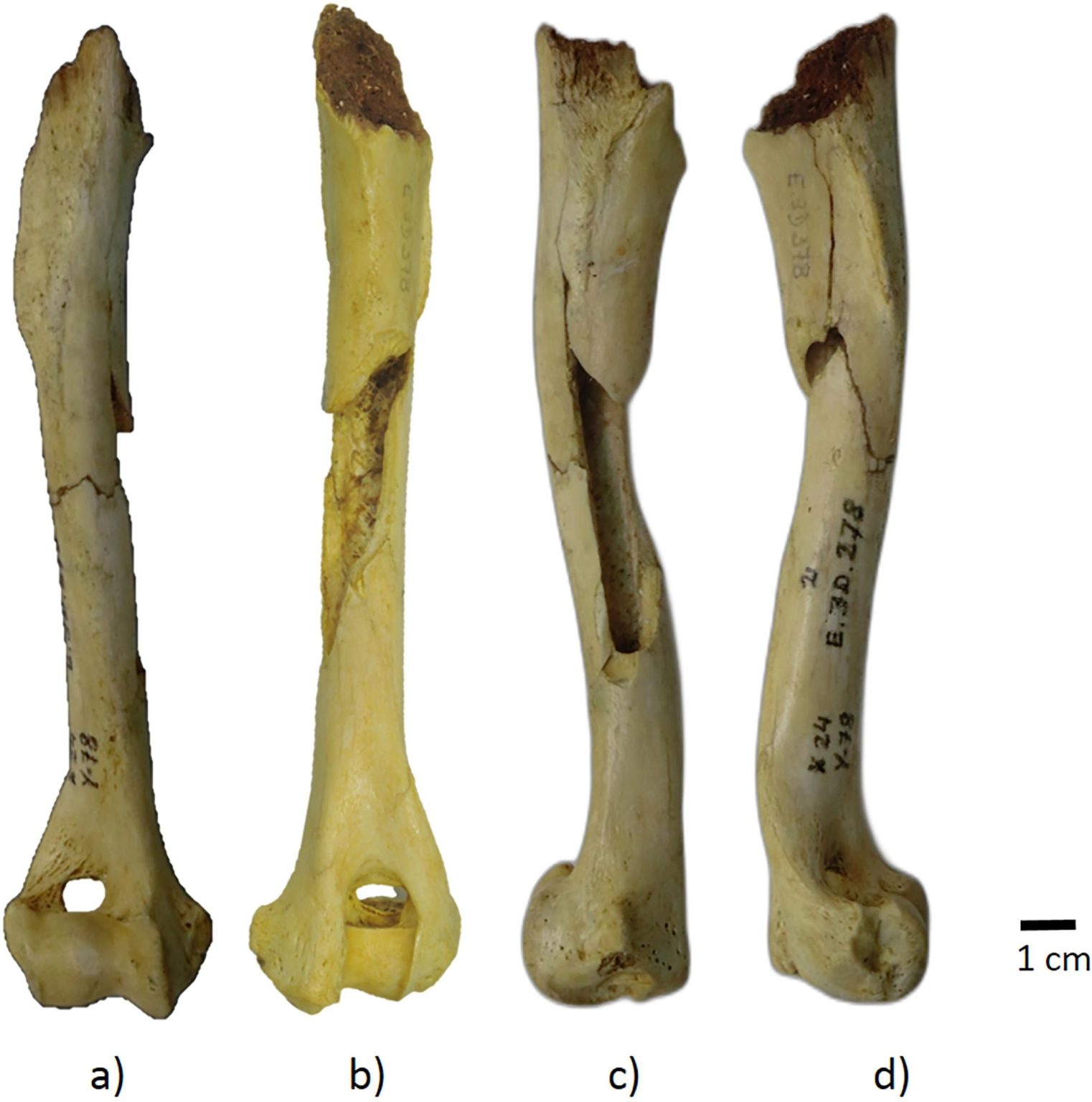 بررسی مجدد قدیمی‌ترین استخوان‌های سگ در باسک اسپانیا (یک پزشک)