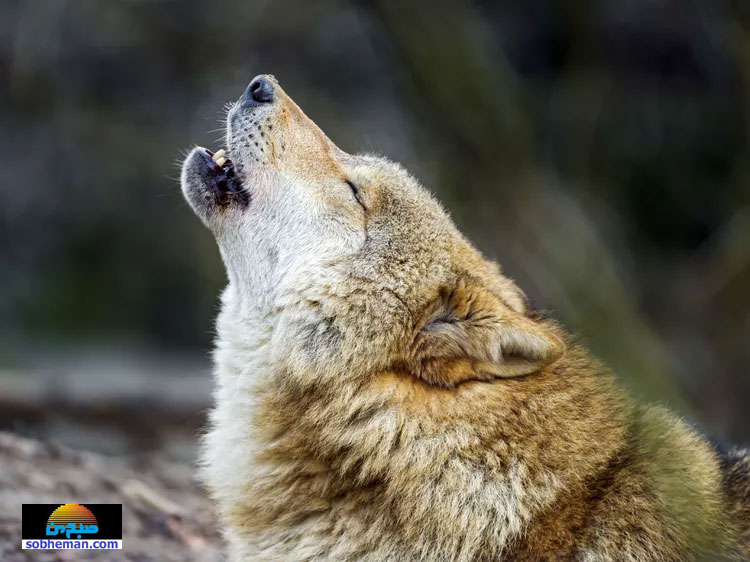 تصاویری از حیات وحش؛ گرگ‌های خاکستری