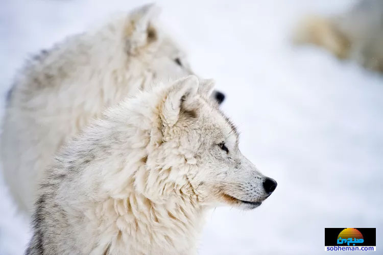 تصاویری از حیات وحش؛ گرگ‌های خاکستری