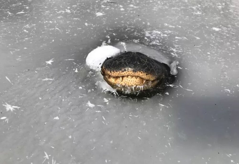 حرکت زیرکانه تمساح ترسناک در دریاچه یخ‌زده