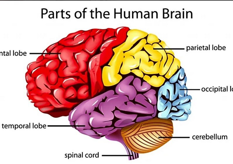 اتفاقاتی که برای مغز در تمام مراحل زندگی رخ می‌دهد