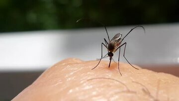 ۷ دلیلی که پشه‌ها به شما حمله می‌کنند