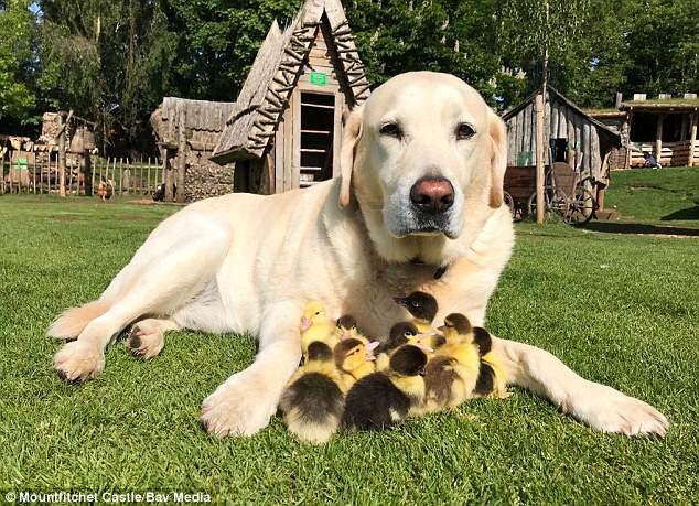 عکسِ بامزه سگی که پدرخوانده ۹ جوجه اردک شد