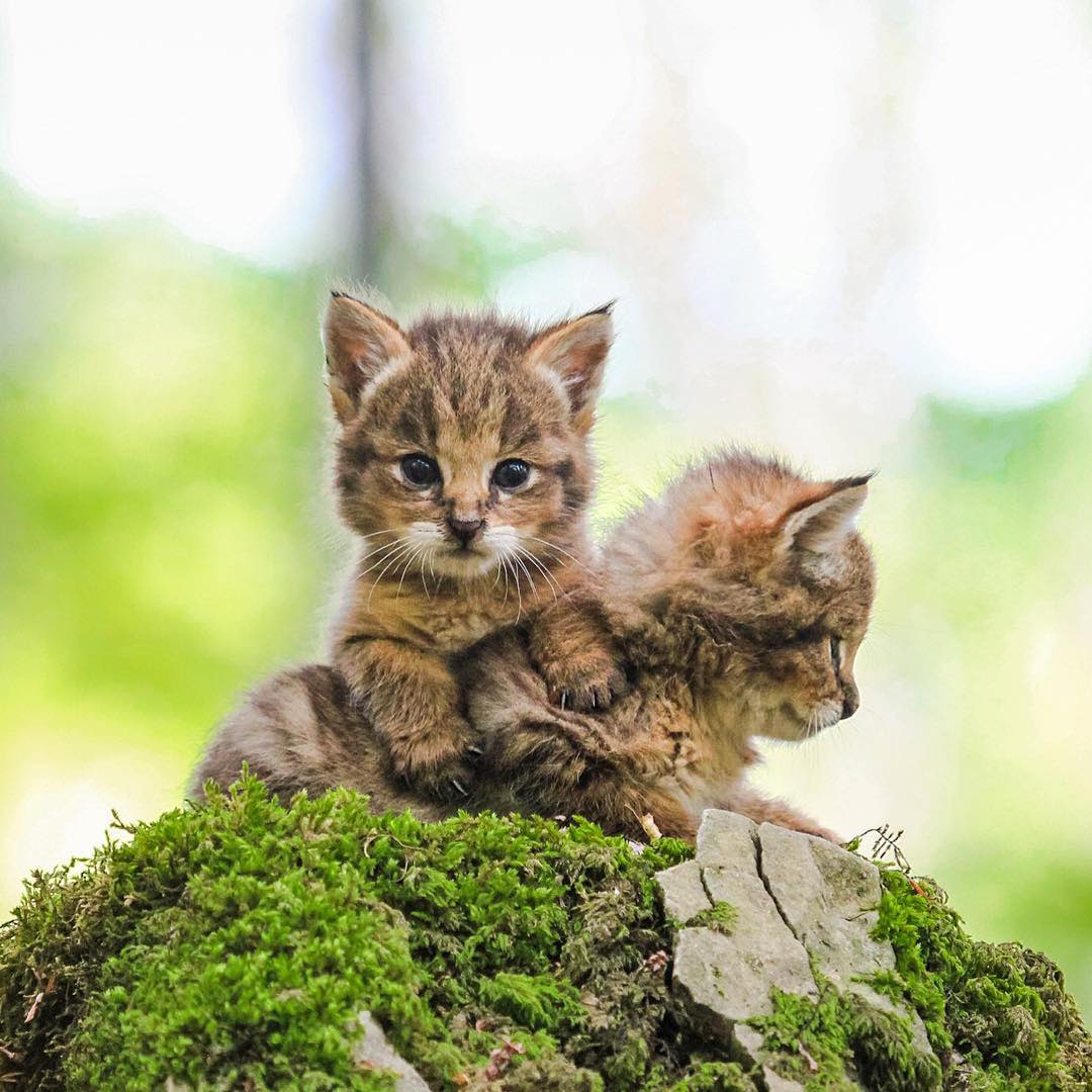 تصویری دلربا از ۲ بچه‌ گربه‌ جنگلی در مازندران