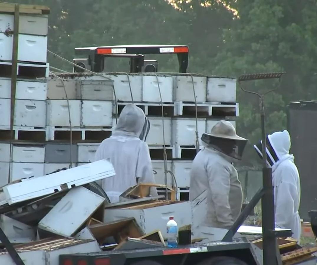 تصاویری از رها شدن یک میلیون زنبور در یک بزرگراه