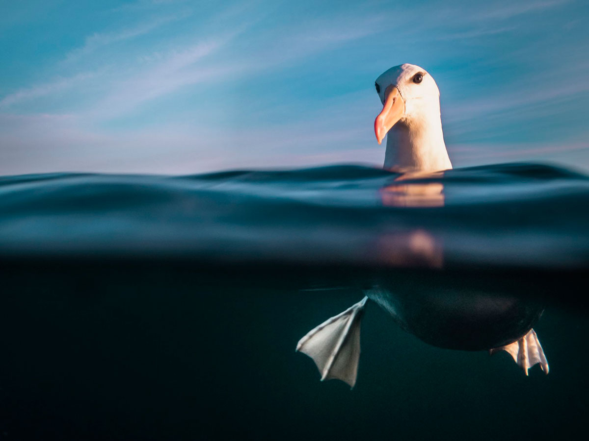 برندگان مسابقه عکاس سال زیر آب در سال ۲۰۲۱