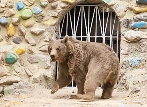 فیلم باورنکردنی از طناب‌زدن نابغه‌ترین خرس جهان در باغ وحش!