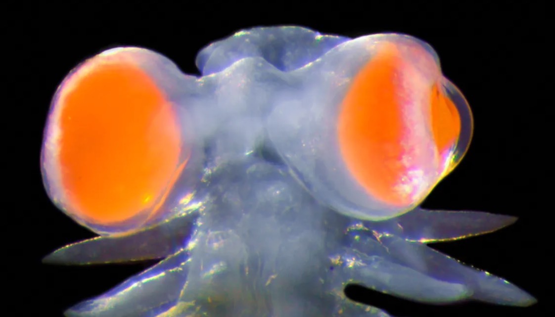 این کرم دریایی عجیب و غریب چشمانی دارد که وزن آن از بقیه سرش، ۲۰ برابر بیشتر است(یک پزشک)