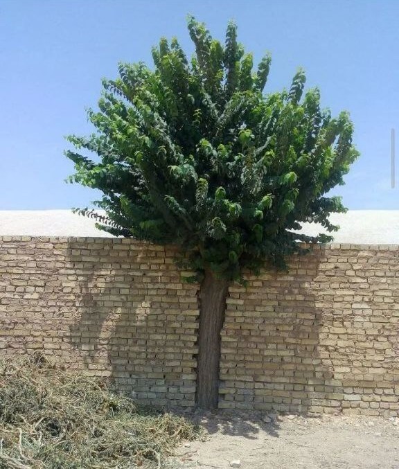 وضعیت مظلوم‌ترین درخت ایران با یک حالت عجیب